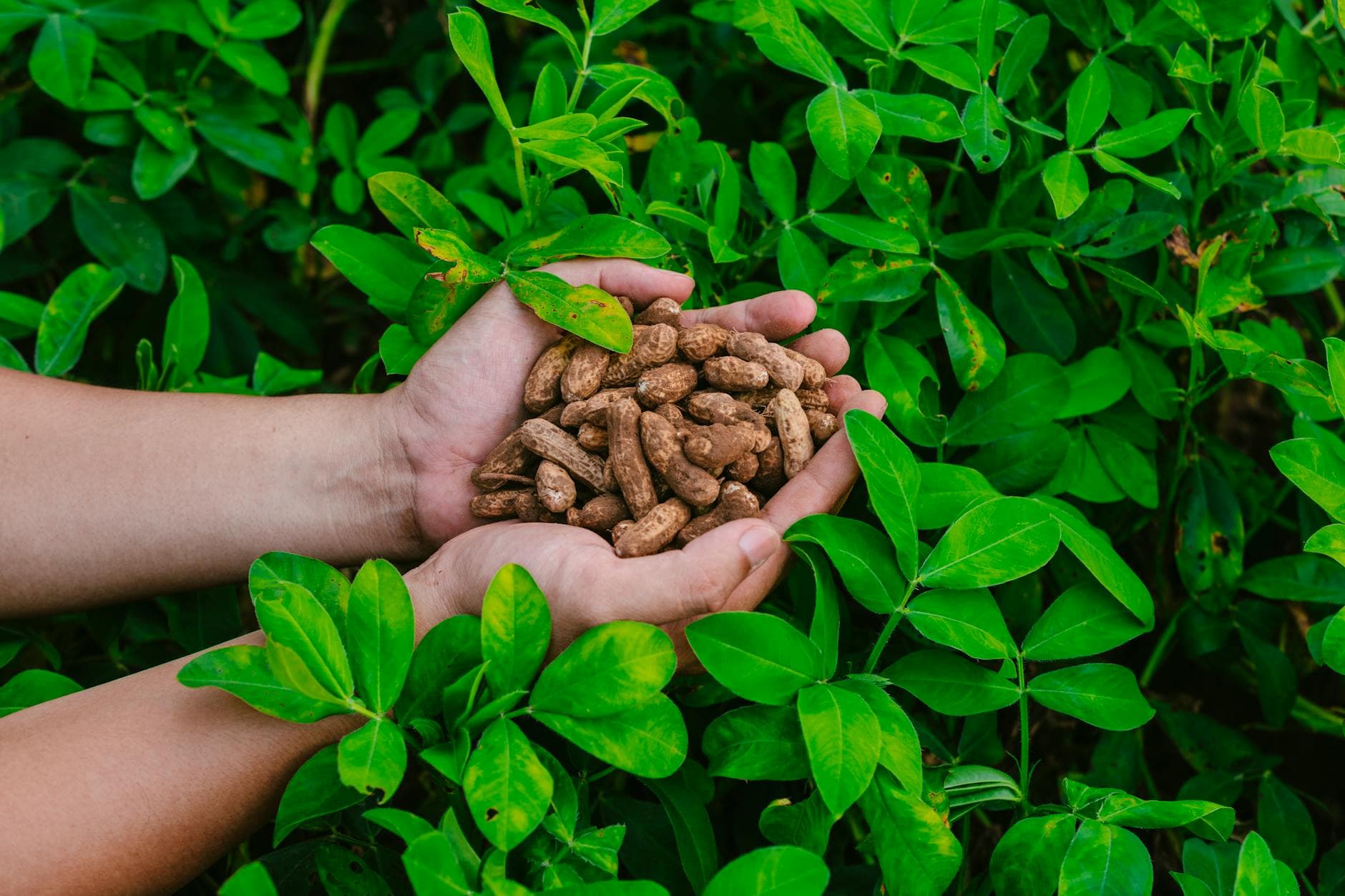 Bambara orah: Afrički superfood sa dokazanim zdravstvenim prednostima